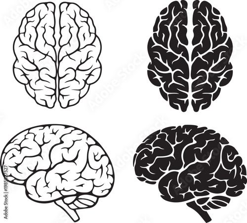 Anatomy of the Human Mind: Detailed illustrations of the human brain, showcasing its intricate structure and essential role.