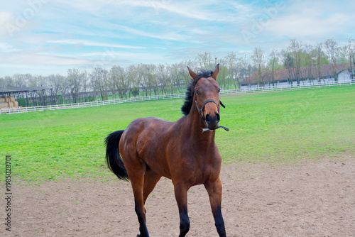 Curious Brown Horse Looking at Camera on Farm Pasture