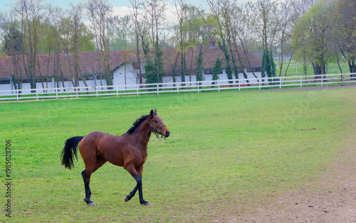 Curious Brown Horse Looking at Camera on Farm Pasture