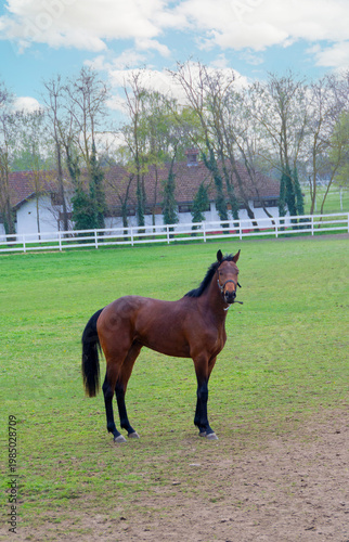 Curious Brown Horse Looking at Camera on Farm Pasture