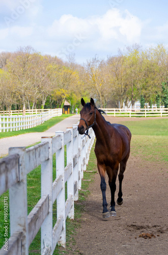 Curious Brown Horse Looking at Camera on Farm Pasture