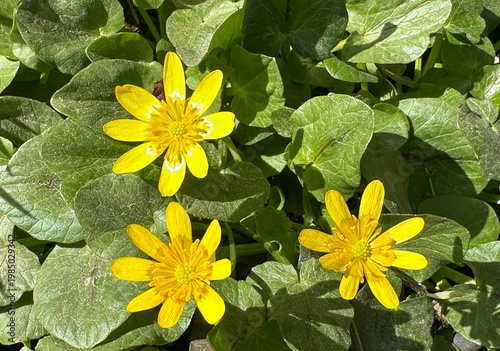 Tableau sur toile Blossom Lesser celandine or pilewort (ficaria verna)
