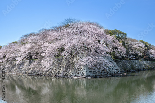 春の彦根城