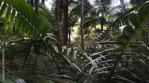 dense tropical rainforest palm canopy with layered jungle foliage and filtered sunlight
