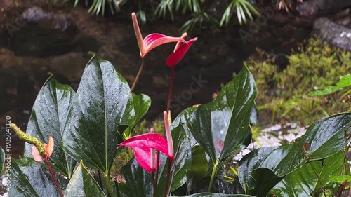 red anthurium flowers with glossy green leaves in humid tropical garden setting