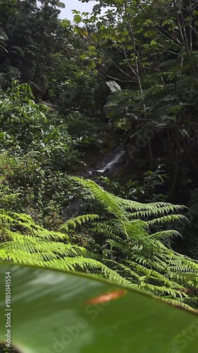 lush tropical rainforest waterfall surrounded by dense green ferns and layered jungle canopy