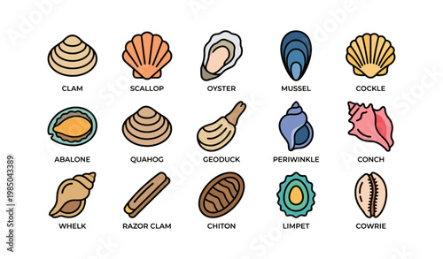 Colorful seashells collection: clam, scallop, oyster, mussel, cockle, abalone