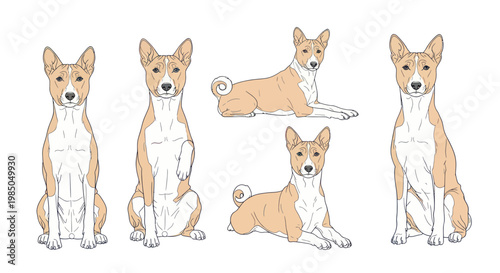 Basenji Dog Poses Collection - Sitting, Lying Down, Standing Outlines