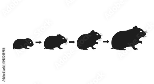 Hamster Growth Stages Silhouette: Small to Large Progression