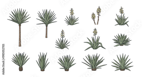 Desert Plants Collection: Yucca and Agave Illustrations