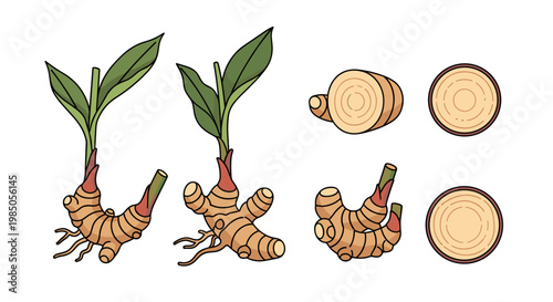 Collection of ginger roots, from plant sprout to sliced pieces, representing growth and preparation stages