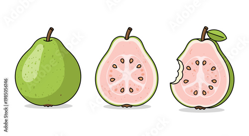 Whole and sliced pink guava fruit illustrations, depicting its texture and seeds