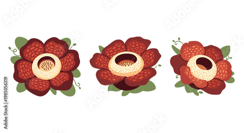 Set of three giant parasitic rafflesia arnoldii flowers, also known as corpse flowers, native to rainforests, shown in a flat design illustration with floral elements