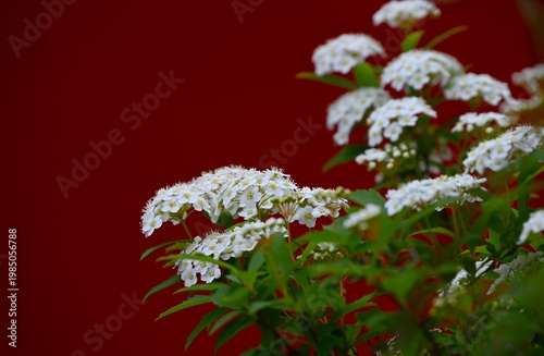 Reeves spirea (Spiraea cantoniensis) flowers. Rosaceae deciduous shrub. It produces clusters of small white flowers in spring.