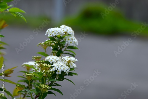 Reeves spirea (Spiraea cantoniensis) flowers. Rosaceae deciduous shrub. It produces clusters of small white flowers in spring.