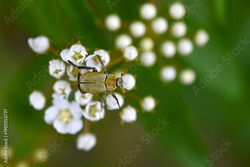 Reeves spirea (Spiraea cantoniensis) flowers. Rosaceae deciduous shrub. It produces clusters of small white flowers in spring.