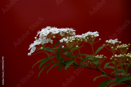 Reeves spirea (Spiraea cantoniensis) flowers. Rosaceae deciduous shrub. It produces clusters of small white flowers in spring.