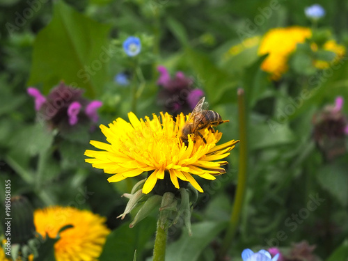 Photography Isolated close-up of a western honey bee (apis mellifera) collecting pollen of a dandelion (taraxacum sect