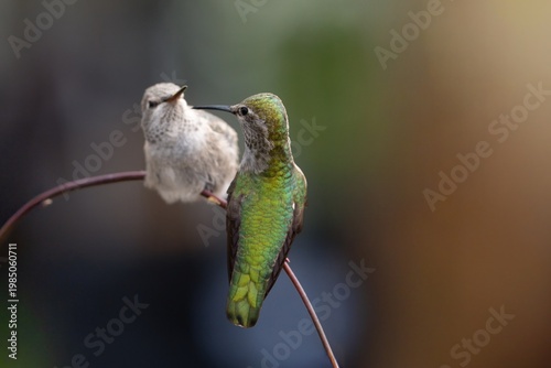 Foto A newly fledged Anna's Hummingbird perched on a branch with mom