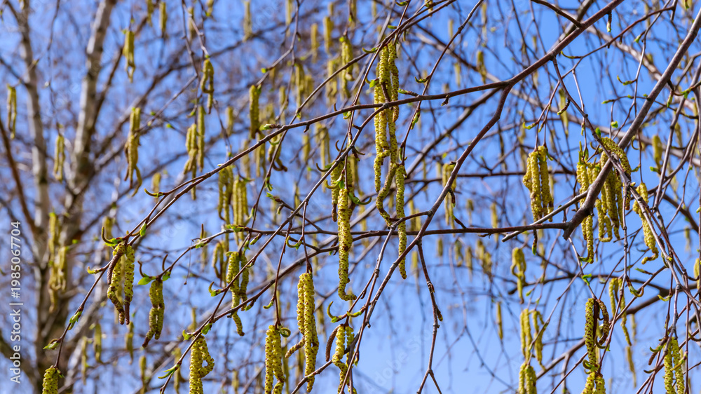 Obraz premium Branches with new growth showing yellow catkins against a clear blue sky in early springtime