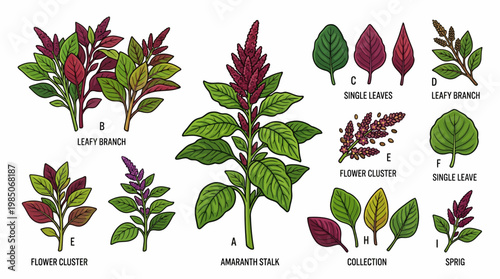 Amaranth Plant Botanical Set with Stalk Leaves Flowers and Leafy Branches isolated on White