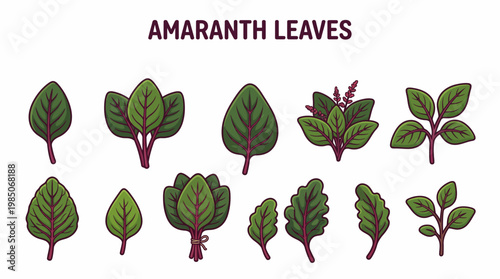 Amaranth Leaves Vector Set with Various Green Leaf Shapes and Bundles isolated on White