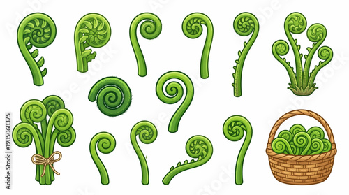 Collection of Fiddlehead Fern Illustrations Isolated on White Background