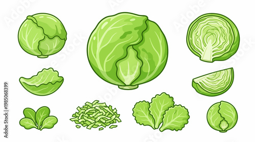 Iceberg Lettuce Illustration Set with Whole Head Half and Shredded Leaves