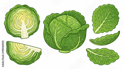 Savoy cabbage cartoon illustration set with whole head halved and crinkled leaf slices