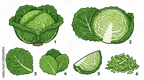 Savoy cabbage cartoon illustration set with whole head halved and shredded textures