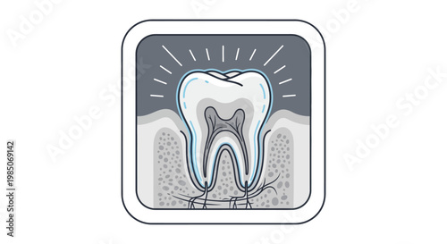 Detailed cross-section anatomical diagram of a healthy human molar tooth, showcasing enamel, dentin, pulp, and root structure with root canal system, in a clean, modern, stylized graphic.