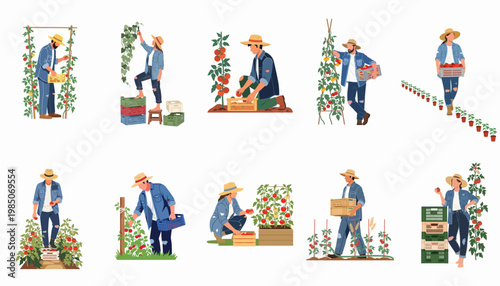 Flat Illustration Set of Farmers Harvesting and Caring for Tomato Plants in a Garden, Including Men and Women Picking Ripe Vegetables