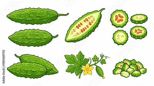 Bitter melon cartoon illustration set with whole fruit slices and flower vine