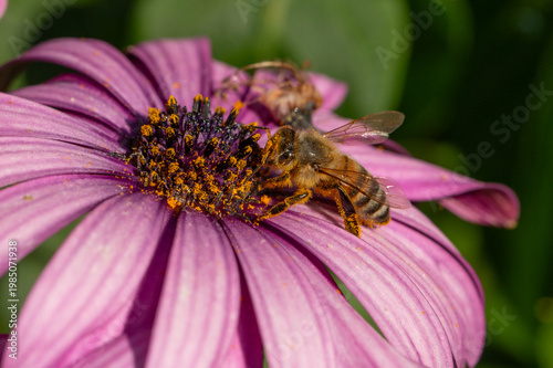 Honey bee collecting bright yellow pollen from a purple daisy flower in a sunlit garden. Close-up macro detail highlights wings, hairy body, and the pollination process in nature