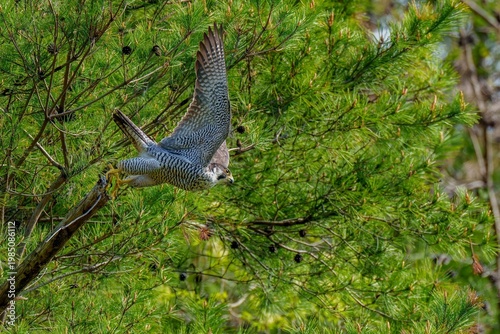 松の木から飛び立つハヤブサの躍動感あふれる姿：猛禽類の決定的瞬間