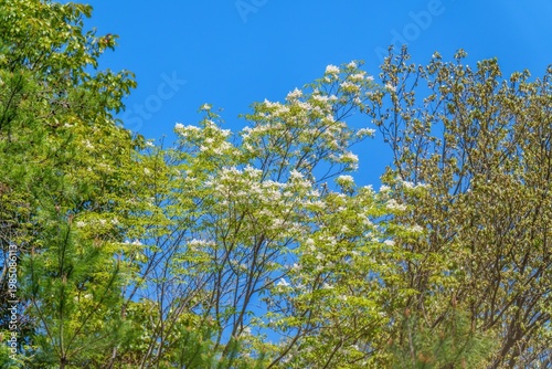 晴天の青空を背景に咲く春の白い花と鮮やかな新緑の木々