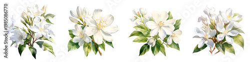 Elegant white magnolia blossoms with greenery on a black background in watercolor style