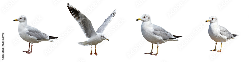 Fototapeta premium Set of four different isolated black headed gulls on a stark black backdrop