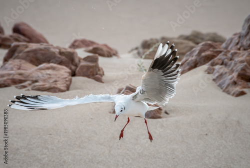 Photos gaviota que se puede ver su accion en busca de su alimento en la playa , extendi