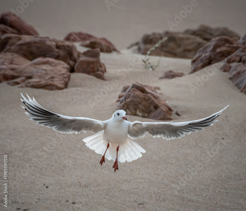 Photos gaviota reidora , de patas y pico rojizo , caracteristica por su plumaje nupcial