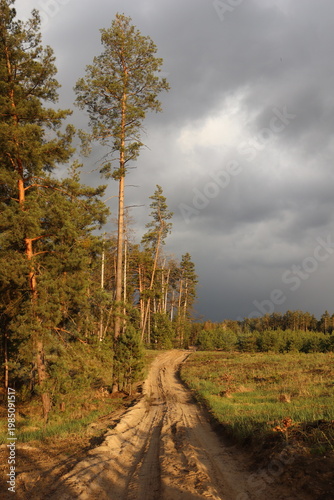 Sandy road through pine forest under dramatic storm sky at sunset