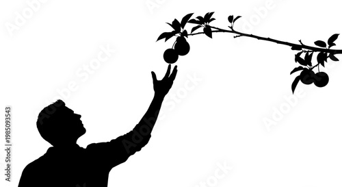 A minimalist silhouette illustration of a man picking fruit from a tree branch