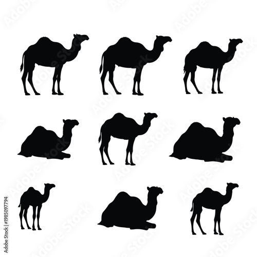 Set of camel silhouettes in various poses and stances.