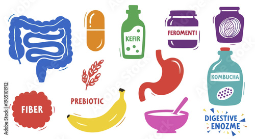 Digestive Health and Gut Microbiome Support Elements.