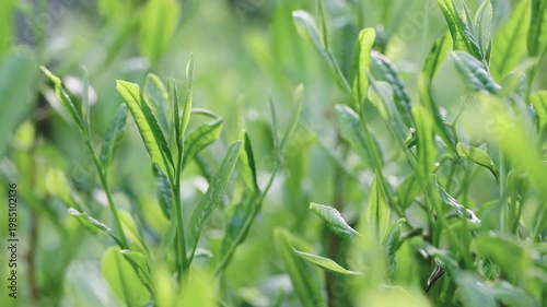 茶葉　新茶　茶畑