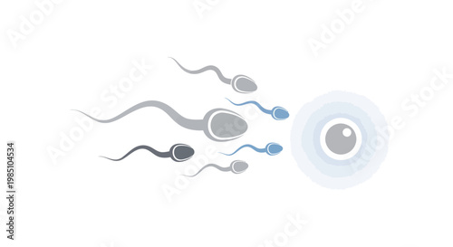 Sperm cells approaching and fertilizing an egg, illustration
