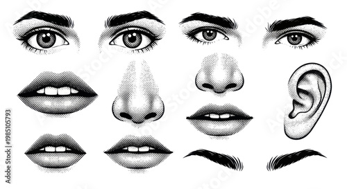 Detailed collection of human facial features in black and white sketch style.