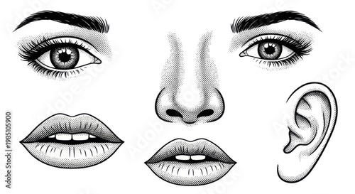 Detailed Hand-Drawn Human Face Features Illustration.