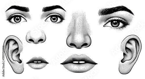 Detailed Human Facial Features Collection Black and White Sketch.