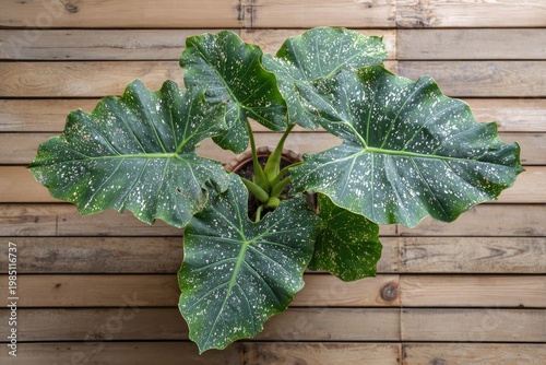 Lush green houseplant, large leaves with white spots, wood backdrop